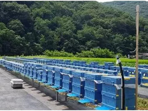 EPP蜜蜂(feng)養殖(zhi)箱 EPP蜜(mi)蜂養(yang)殖箱(xiang)